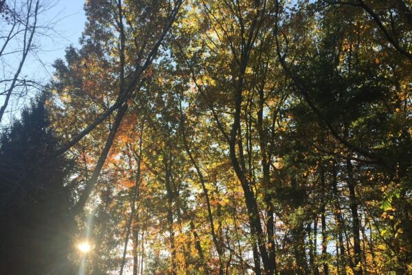 trees